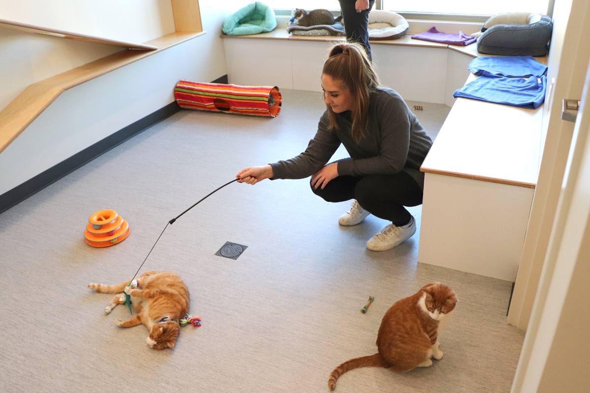 Tito's Volunteer playing with cats