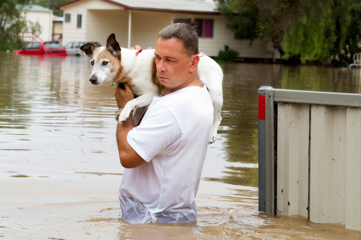 Dog Carried in Flood Waters