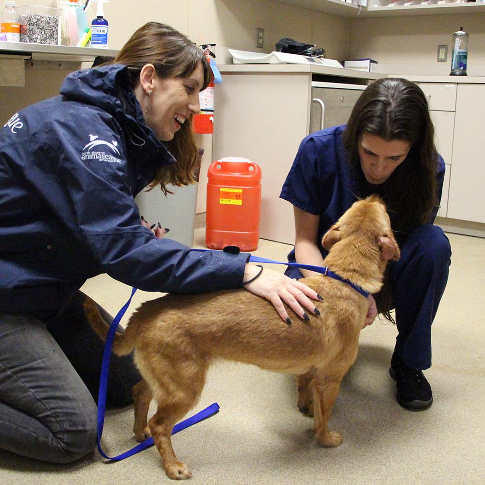 Thailand rescue dog arrives safely at North Shore Animal League America.