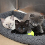 nursery-gallery-bf2168-amelia-kittens-img2812-040618