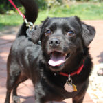 sponsor-pet-priscilla-t99349-black-chihuahua-mix-img3270-052218