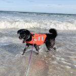 sponsor-pet-priscilla-beach-122920b