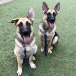 Sponsor Pets Archie and Maverick