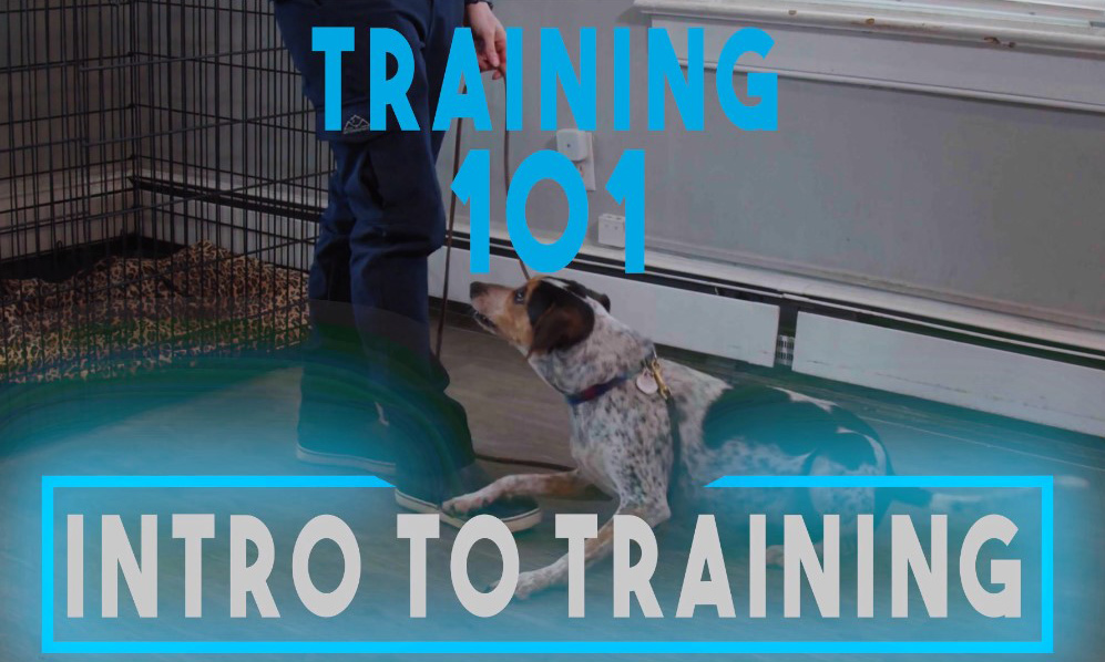 Intro to Training