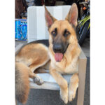 sponsor-pet-archie-080922