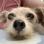 sponsor-pet-chachi-080922a