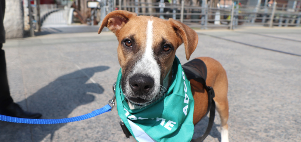 nsala_walkandwag_2023_web_nav_1