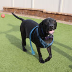 r167558-oliver-male-adult-black-labrador-mix-010423a