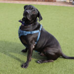 r167558-oliver-male-adult-black-labrador-mix-010423d