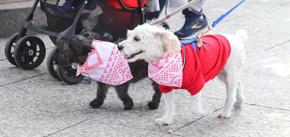 nsala_walkandwag_2023_web_nav_3a