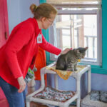 Feline-Care-Home---IMG_9625