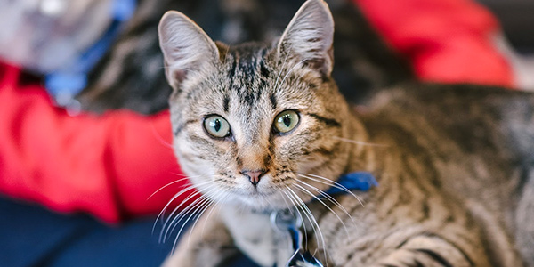 nsal_assets_image_pa_backgrounds_part_nofade_1_2024_mob1