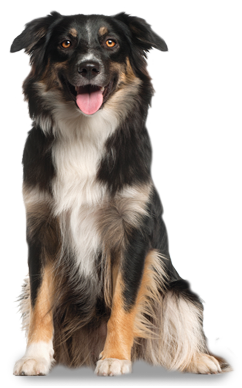 nsal_assets_image_pa_campus_dog_2a