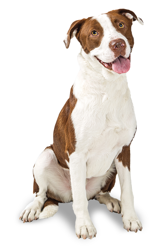 nsal_assets_image_pa_campus_dog_3a