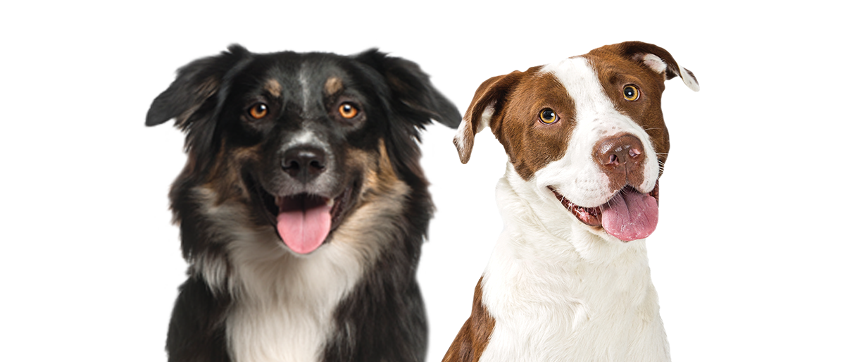 nsal_assets_image_pa_campus_pets_mob_dogs