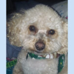 sponsor-pet-simon-032324